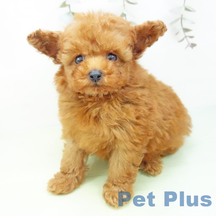 トイ・プードルの写真2