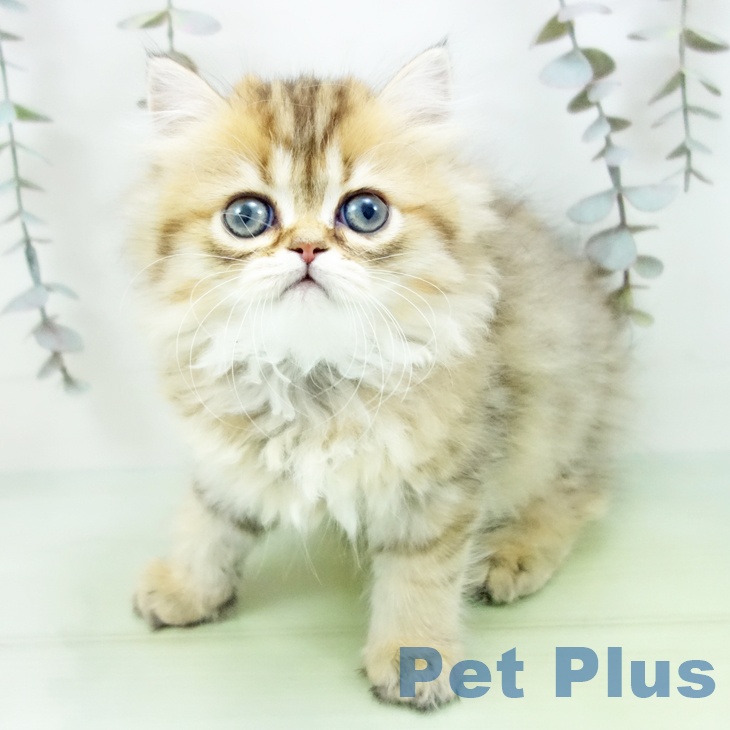 ミヌエットの写真2