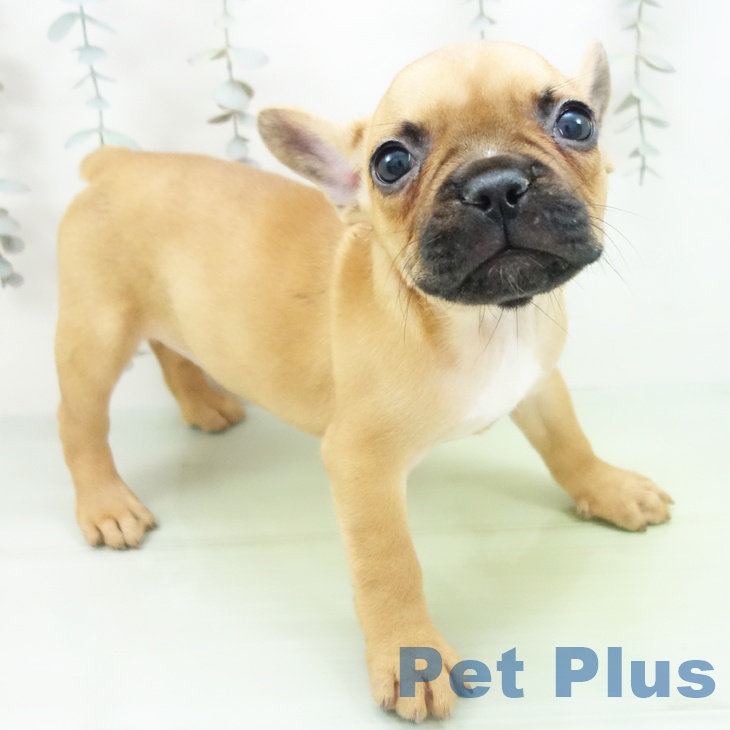 フレンチ・ブルドッグ