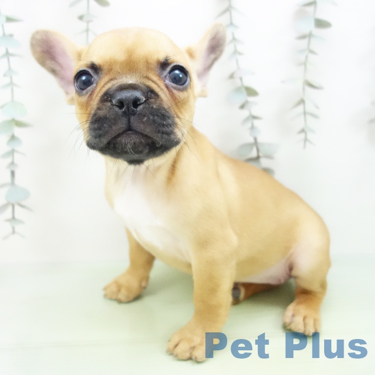 フレンチ・ブルドッグの写真2