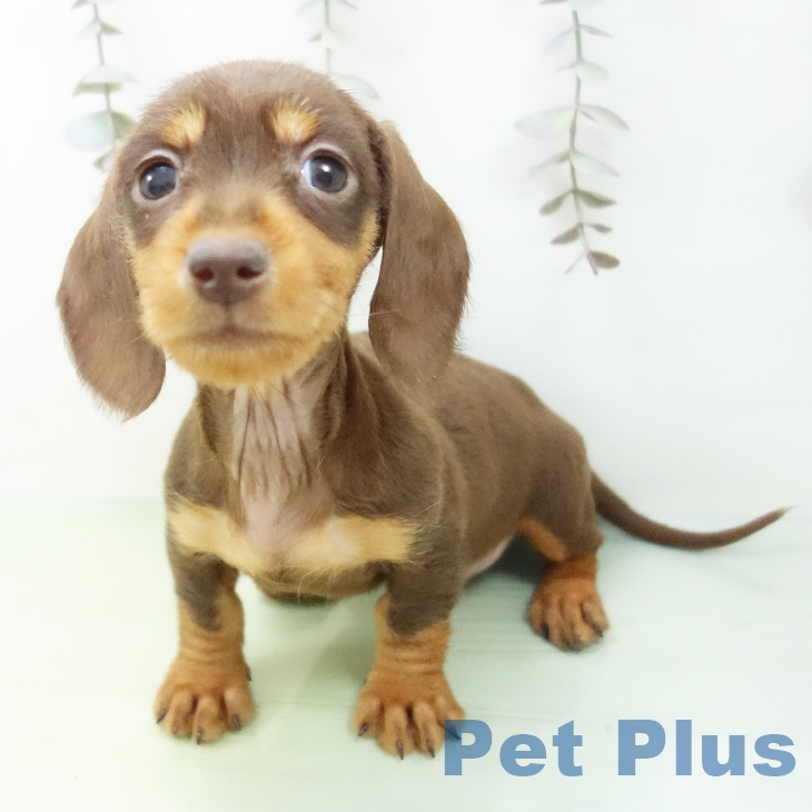 ミニチュア・ダックスフンド