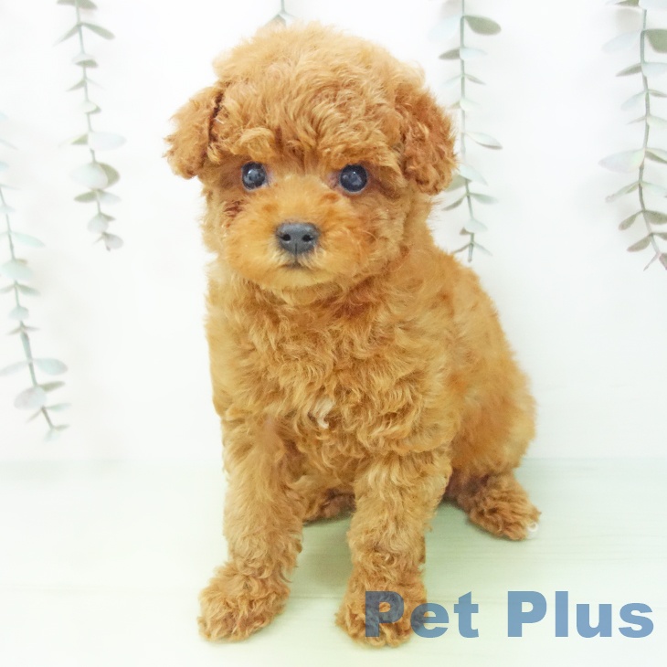 トイ・プードル