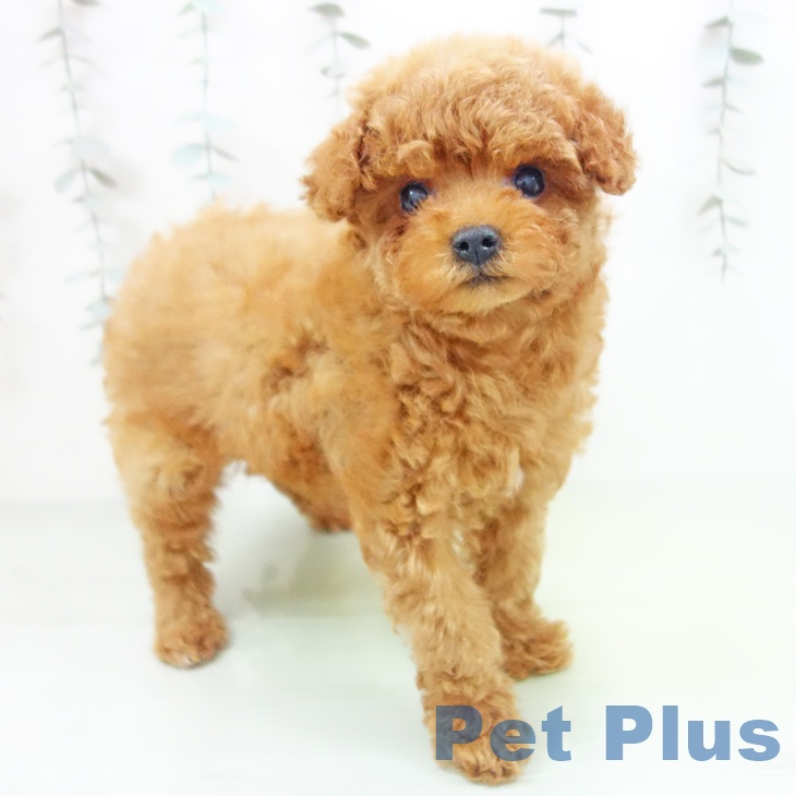 トイ・プードルの写真2