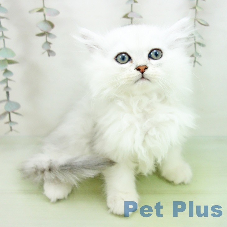 ペルシャの写真2