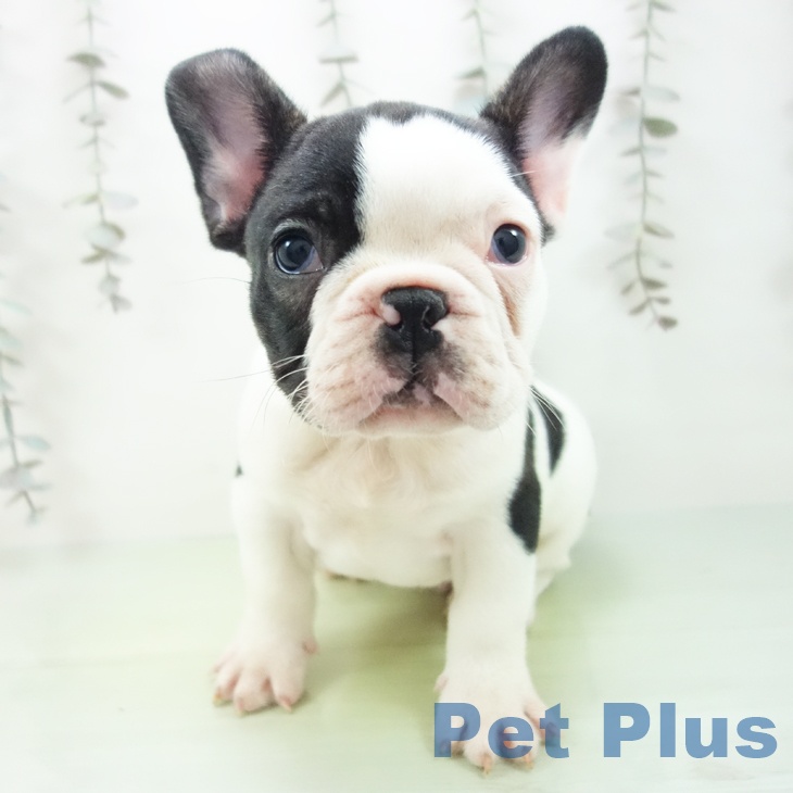 フレンチ・ブルドッグ