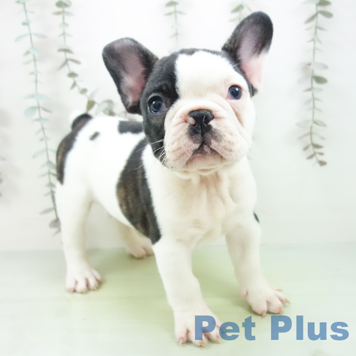 フレンチ・ブルドッグ