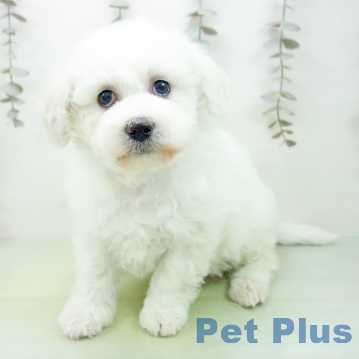 ビション・フリーゼ