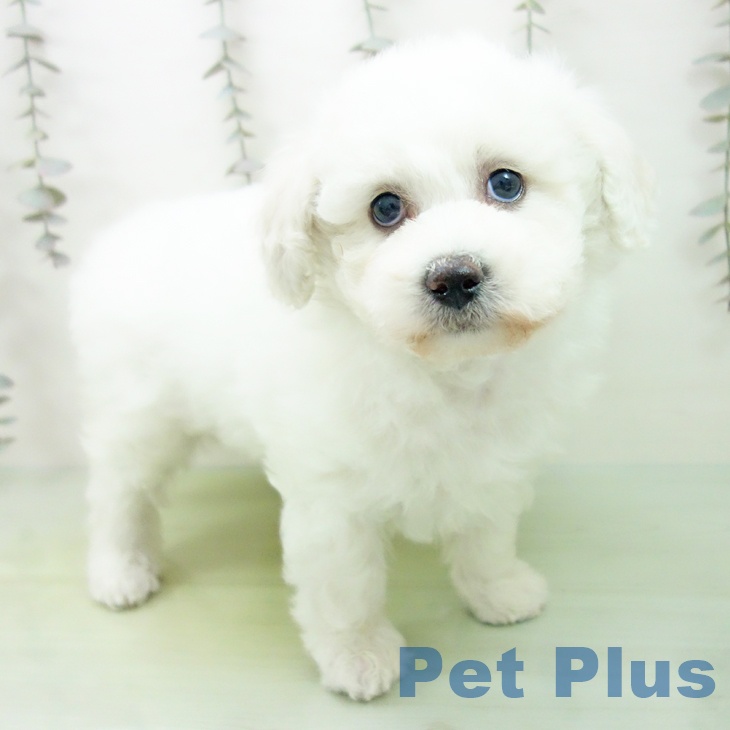 ビション・フリーゼの写真2