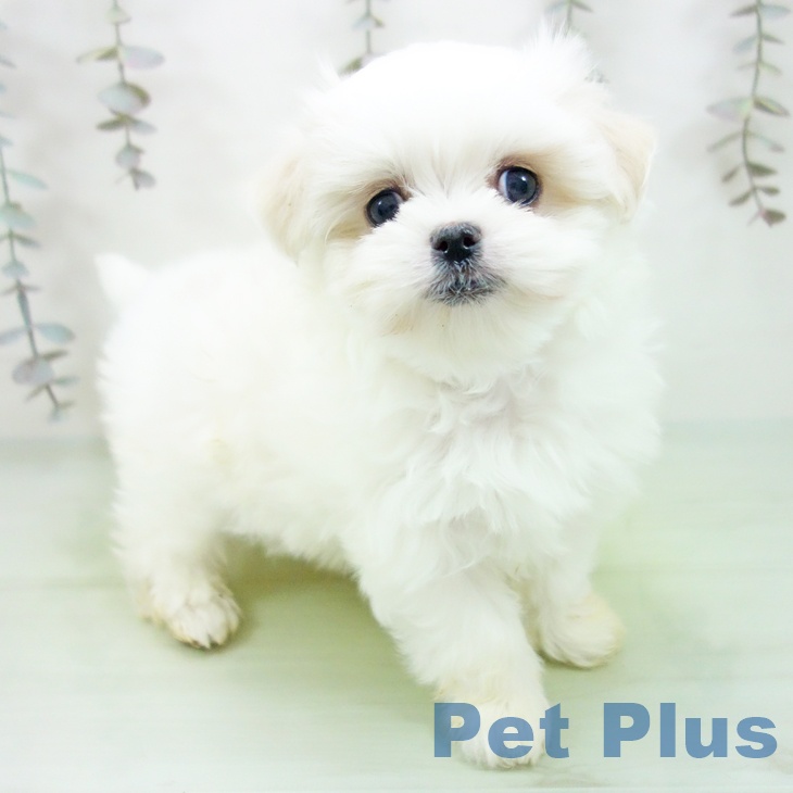 マルチーズの写真2