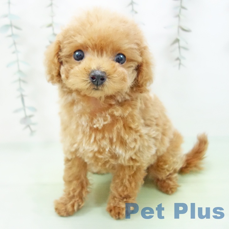 トイ・プードル