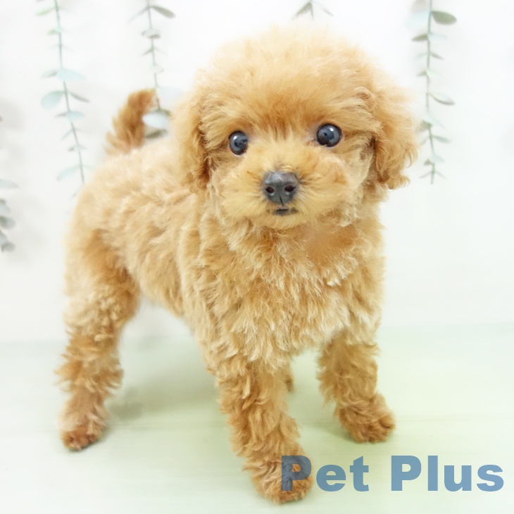 トイ・プードルの写真2