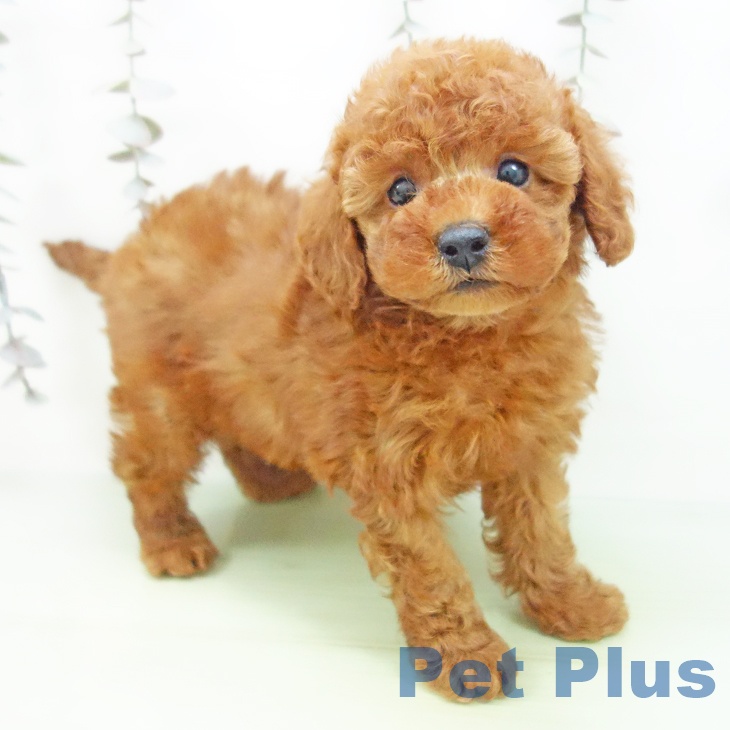 トイ・プードル