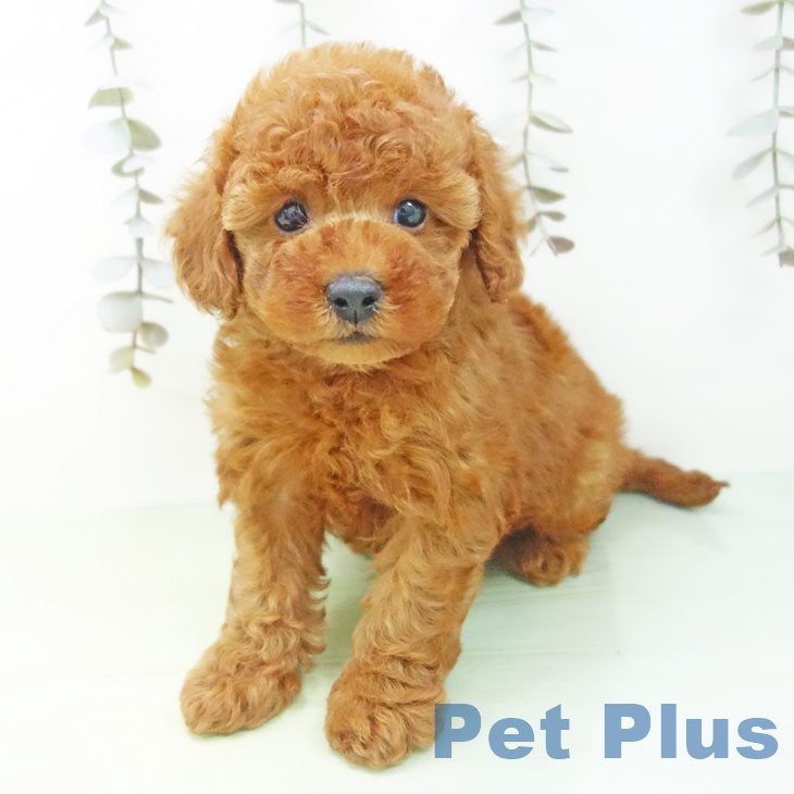 トイ・プードルの写真2