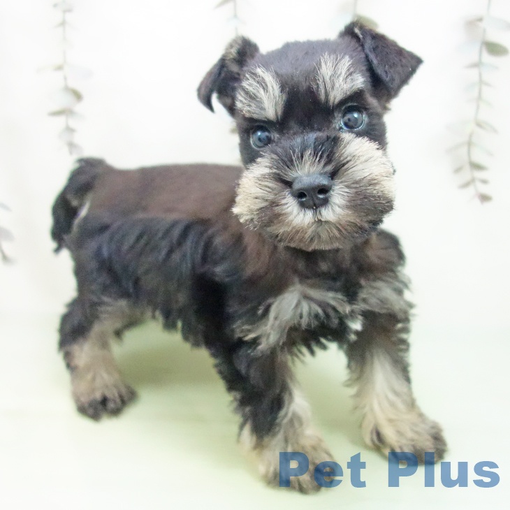 ミニチュア・シュナウザー