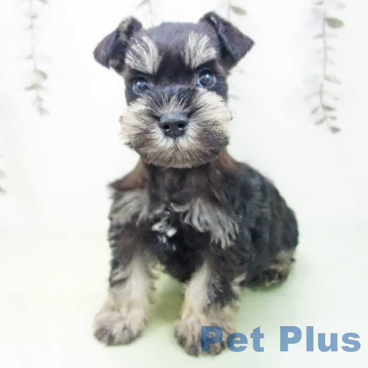 ミニチュア・シュナウザー