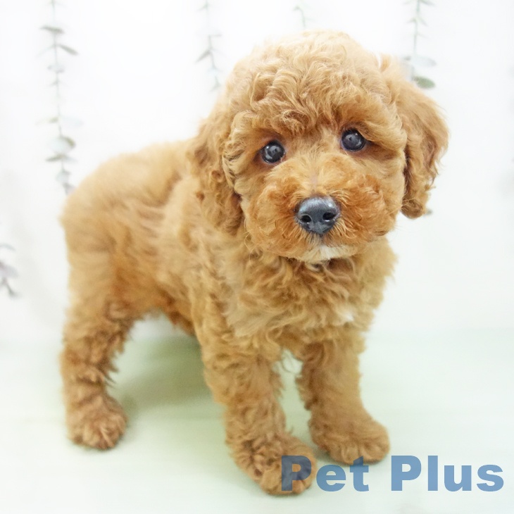 トイ・プードル