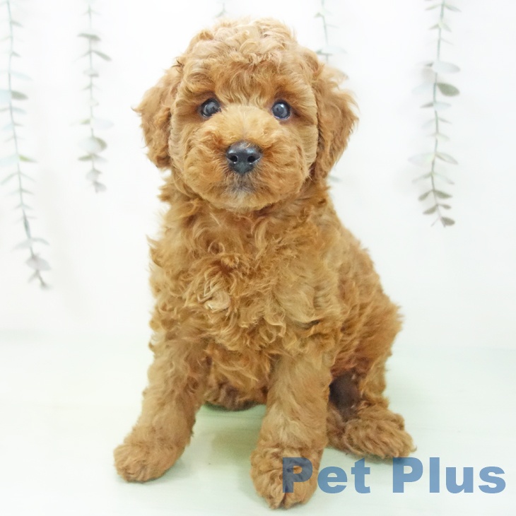 トイ・プードル