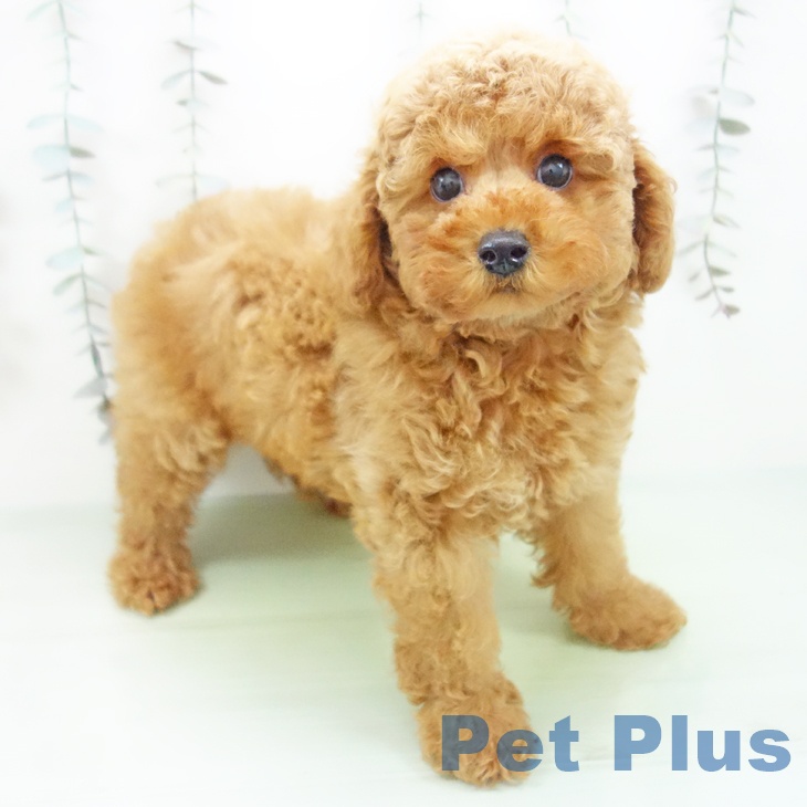 トイ・プードル