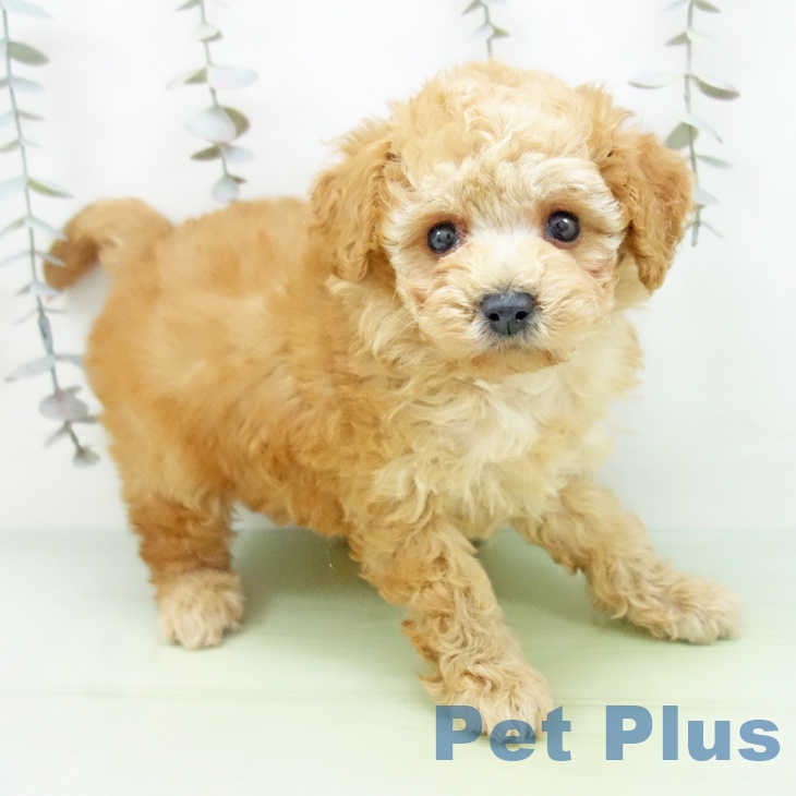 トイ・プードルの写真2