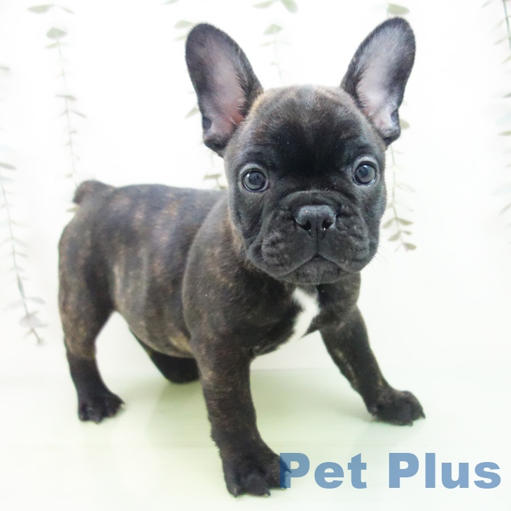 フレンチ・ブルドッグ