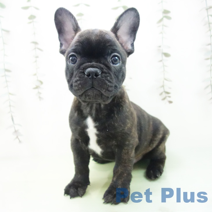 フレンチ・ブルドッグの写真2