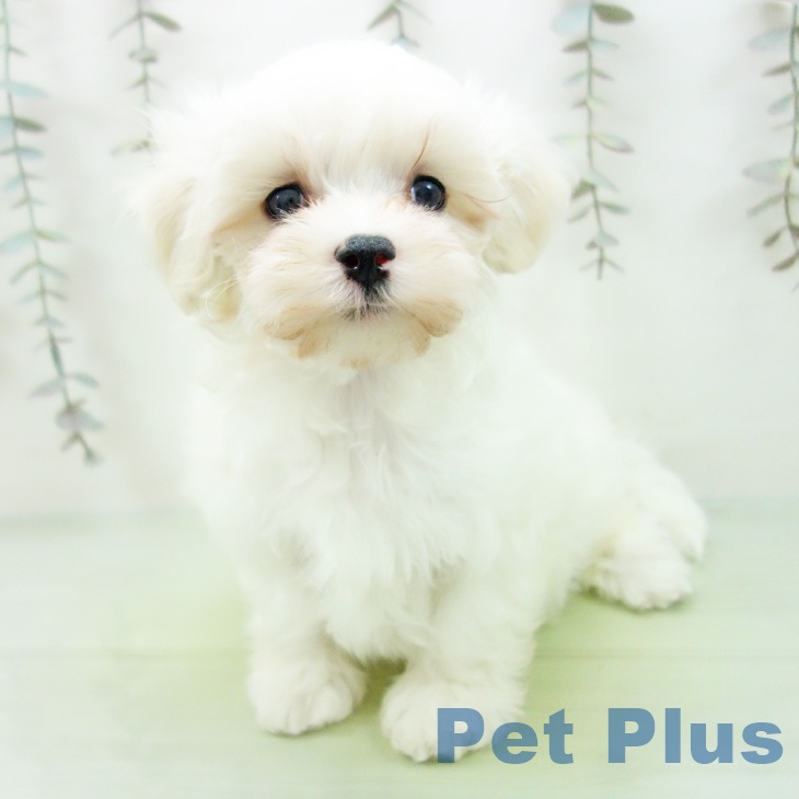 マルチーズの写真2