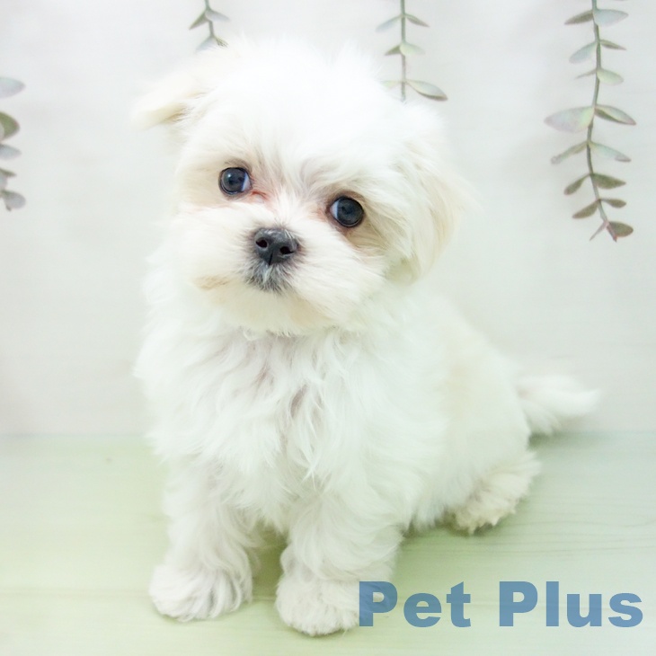 マルチーズの写真2