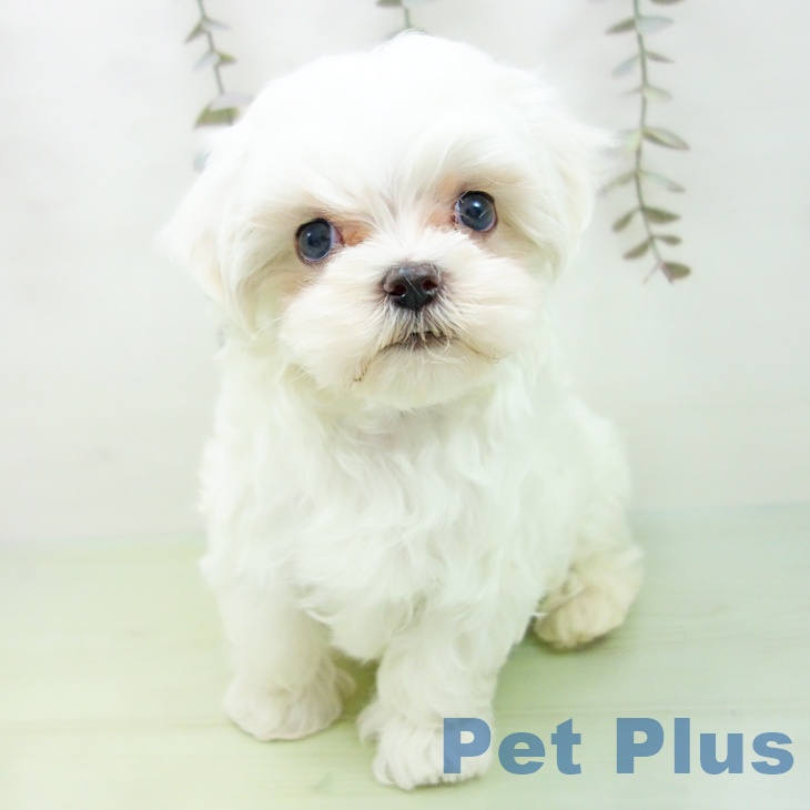 マルチーズの写真2