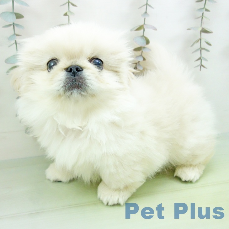 ペキニーズの写真2