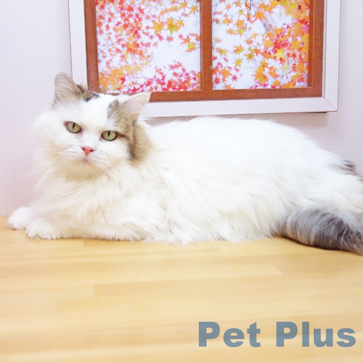 サイベリアンの写真2