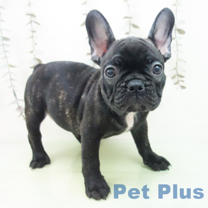 フレンチ・ブルドッグ