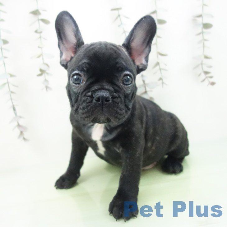 フレンチ・ブルドッグの写真2