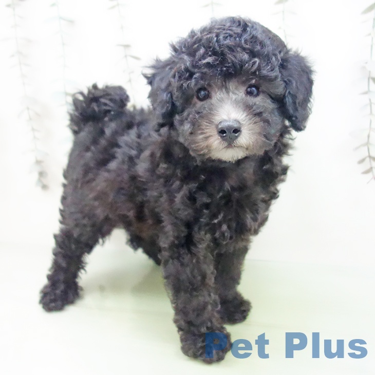 トイ・プードル