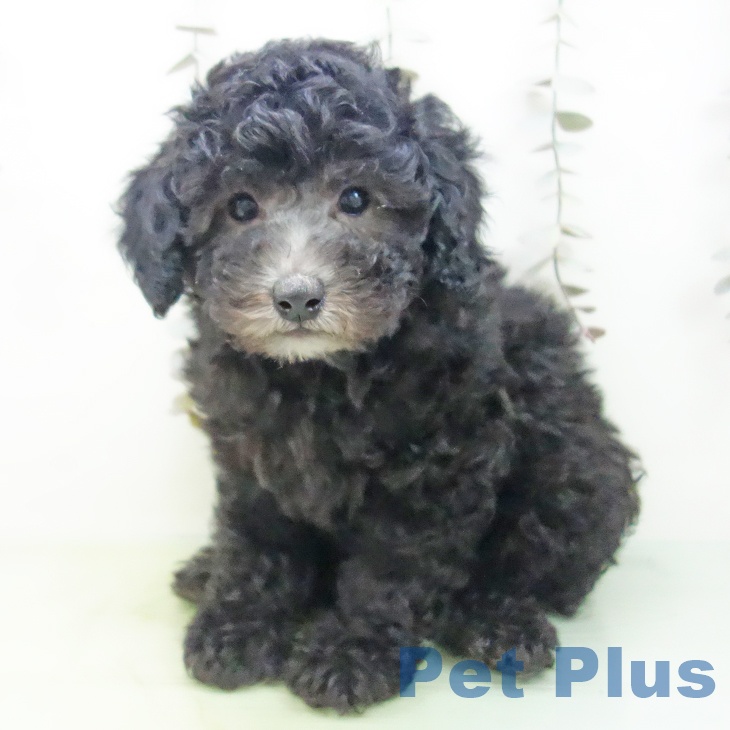 トイ・プードルの写真2