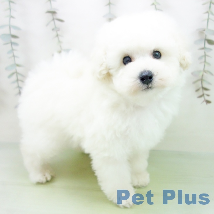 トイ・プードル