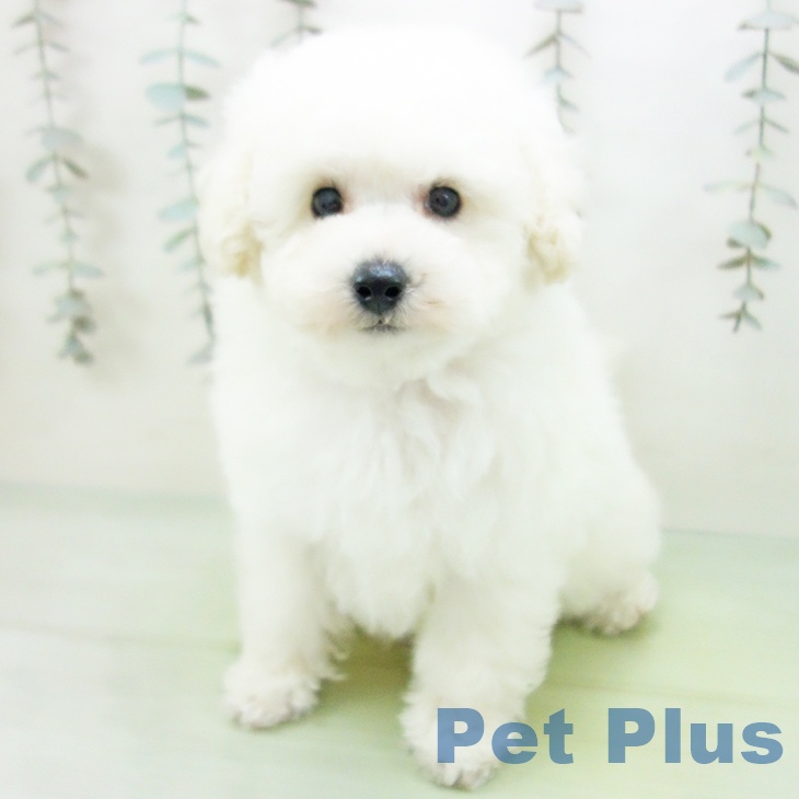 トイ・プードルの写真2