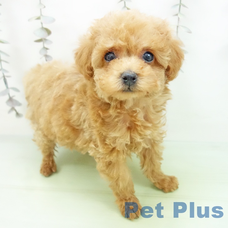 トイ・プードルの写真2