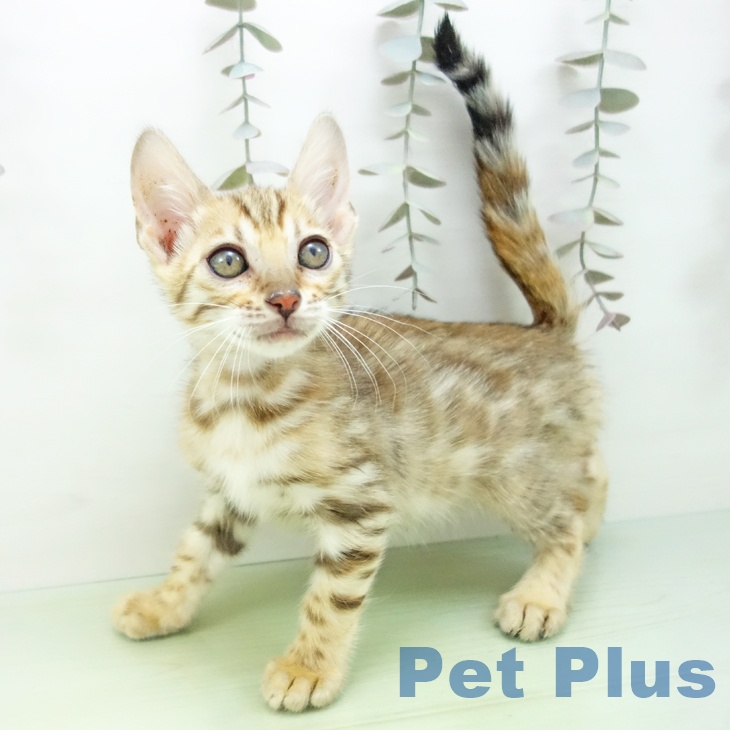 ベンガルの写真2