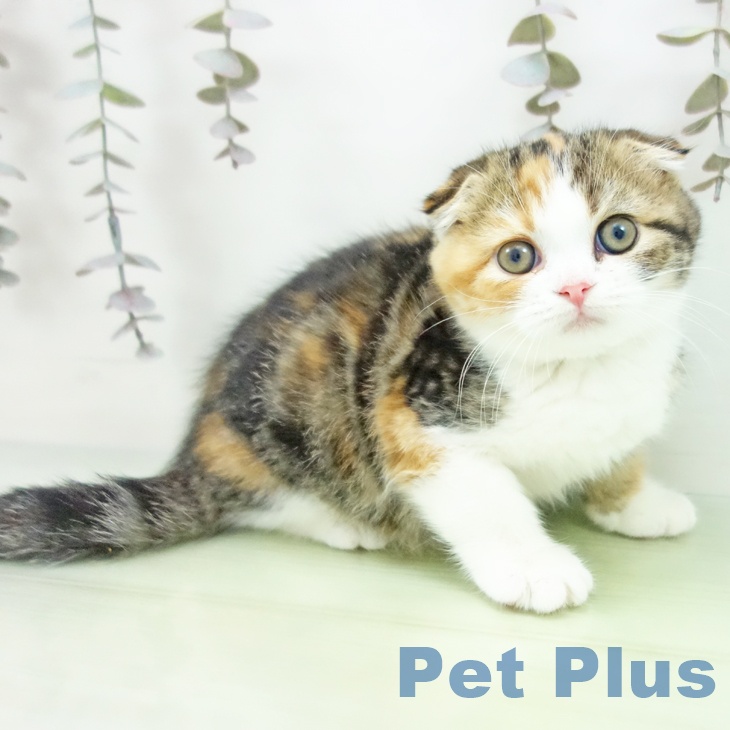 スコティッシュフォールド