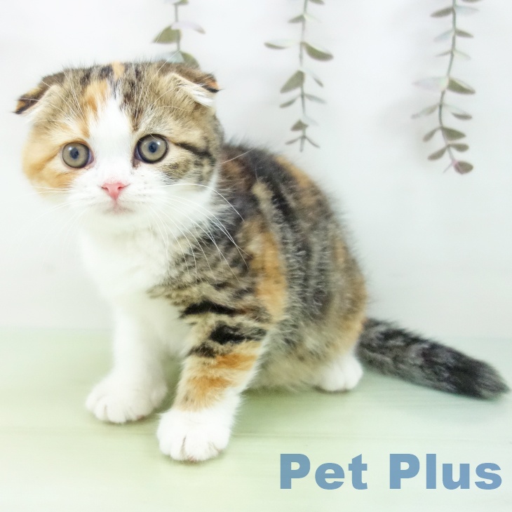 スコティッシュフォールド