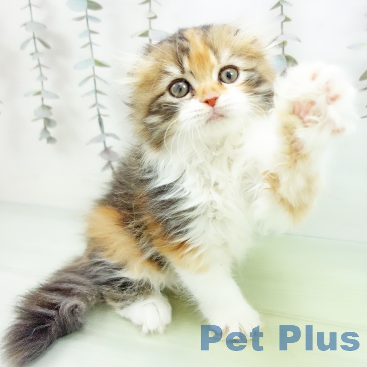 スコティッシュフォールド