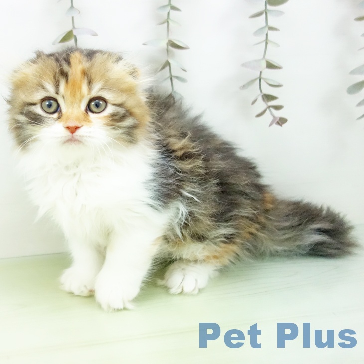 スコティッシュフォールド