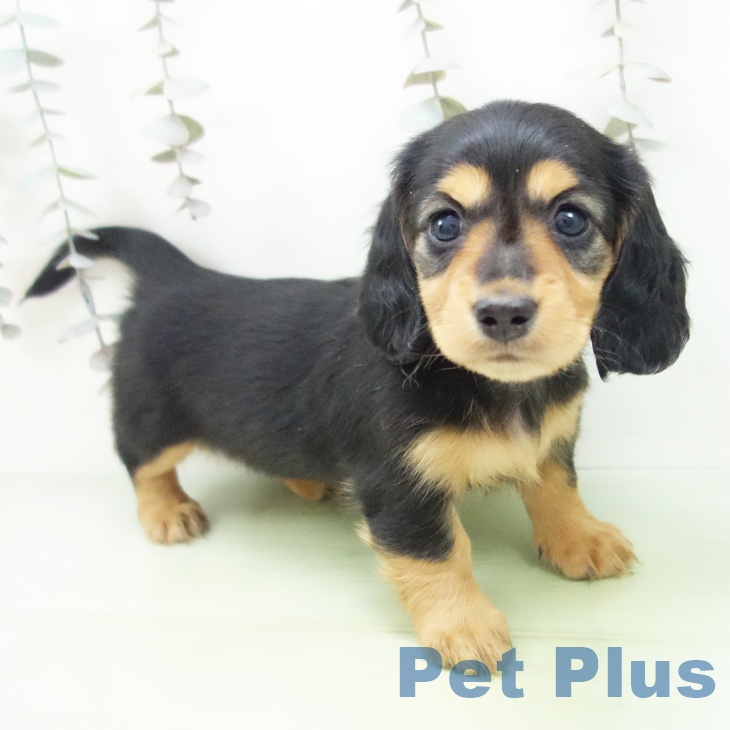 ミニチュア・ダックスフンド