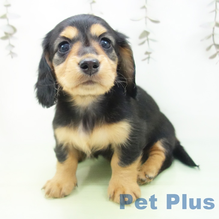 ミニチュア・ダックスフンドの写真2