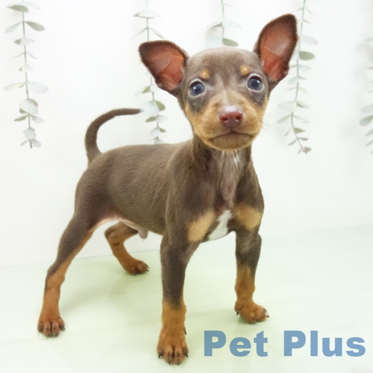 ミニチュア・ピンシャー