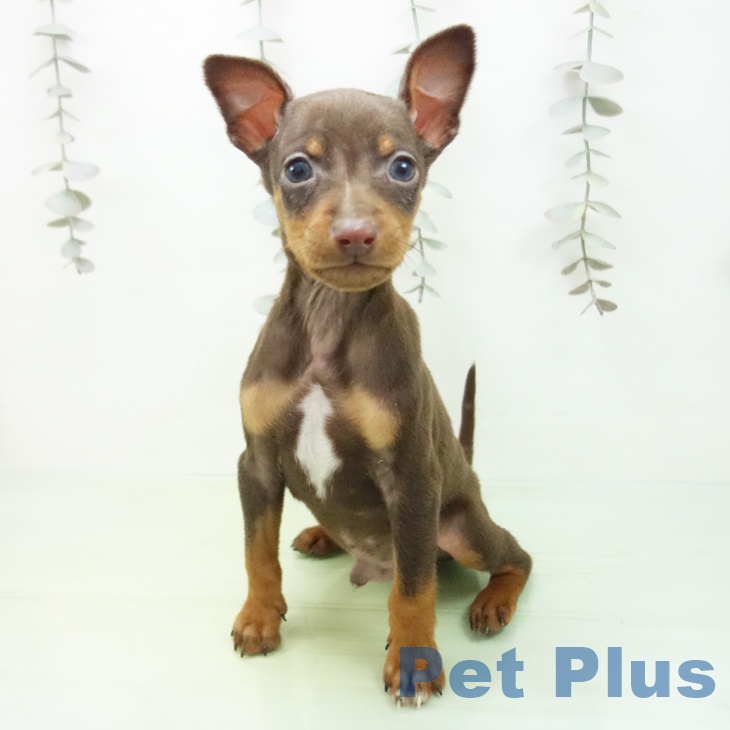 ミニチュア・ピンシャーの写真2