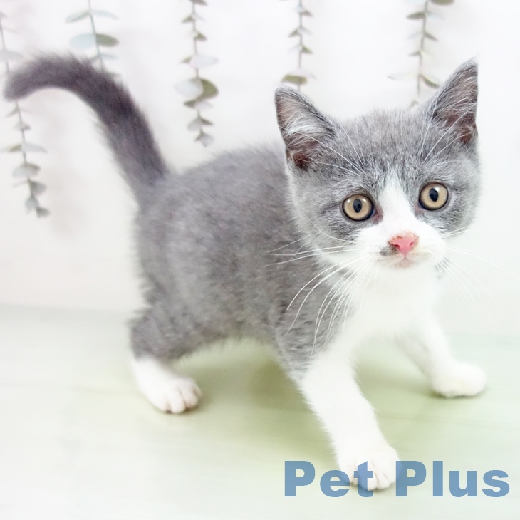 ブリティッシュショートヘア