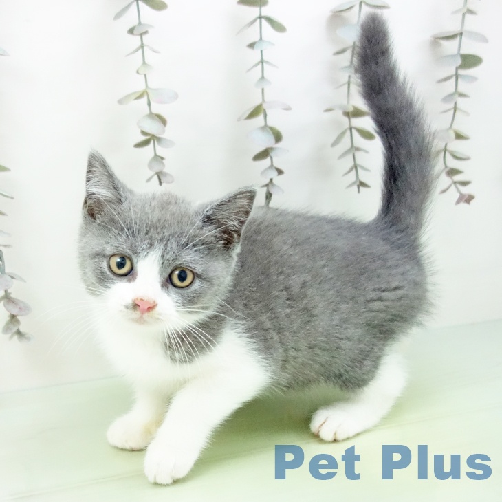 ブリティッシュショートヘアの写真2