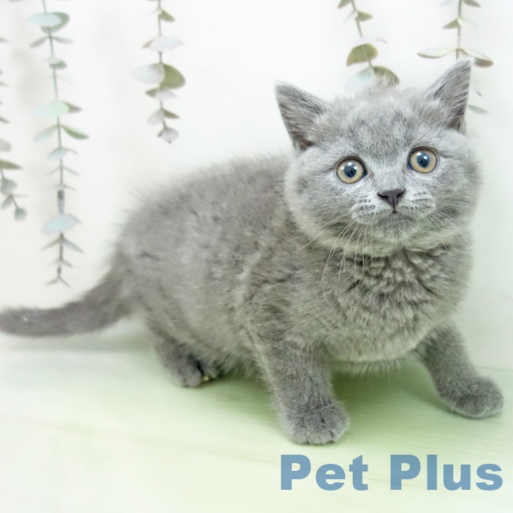 ブリティッシュショートヘア