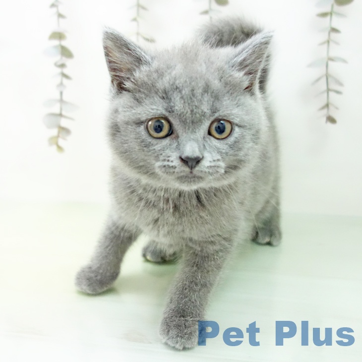 ブリティッシュショートヘアの写真2